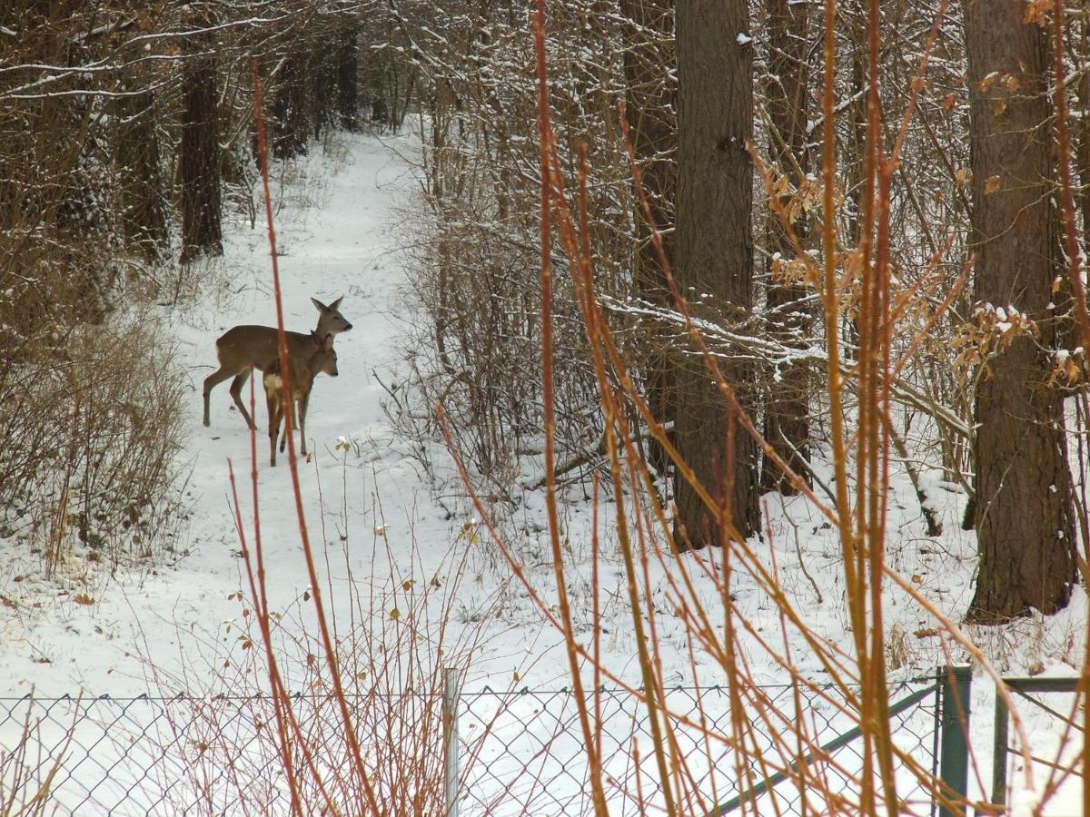 Ferienwohnung Wolf Nietwerder Dış mekan fotoğraf